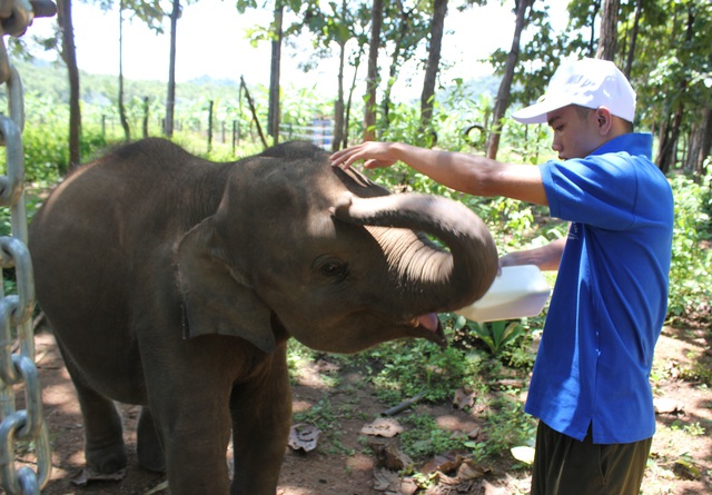 Cấp thiết bảo tồn voi: Nỗ lực tìm voi con “nhân tạo” - Ảnh 2.