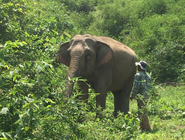 Cấp thiết bảo tồn voi: Nỗ lực tìm voi con “nhân tạo” - Ảnh 3.