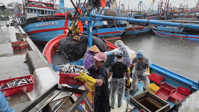 Quảng Ngãi: Ngư dân hối hả vào bờ bán cá trước khi bão số 10 đổ bộ - Ảnh 3.