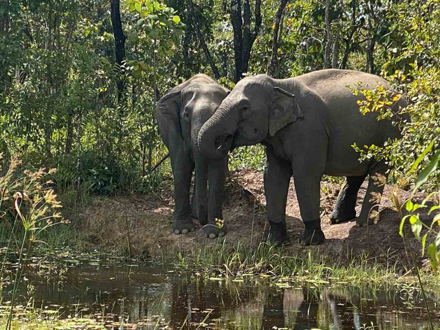 Cấp thiết bảo tồn voi: Du lịch thân thiện với voi - Ảnh 2.
