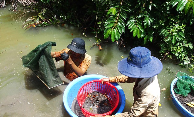 Người miền Tây mưu sinh: Dùng bao xi măng cũ bắt ốc, ngâm mình cả ngày - Ảnh 4. Người miền Tây mưu sinh: Dùng bao xi măng cũ bắt ốc, ngâm mình cả ngày - Ảnh 4.