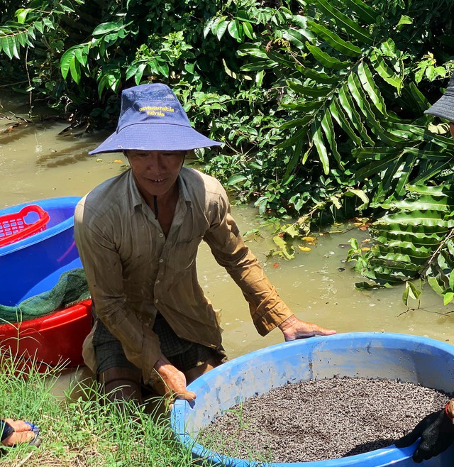 Người miền Tây mưu sinh: Dùng bao xi măng cũ bắt ốc, ngâm mình cả ngày - Ảnh 5. Người miền Tây mưu sinh: Dùng bao xi măng cũ bắt ốc, ngâm mình cả ngày - Ảnh 5.