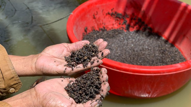 Người miền Tây mưu sinh: Dùng bao xi măng cũ bắt ốc, ngâm mình cả ngày - Ảnh 6. Người miền Tây mưu sinh: Dùng bao xi măng cũ bắt ốc, ngâm mình cả ngày - Ảnh 6.