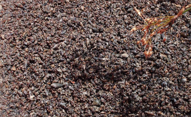 Người miền Tây mưu sinh: Dùng bao xi măng cũ bắt ốc, ngâm mình cả ngày - Ảnh 7. Người miền Tây mưu sinh: Dùng bao xi măng cũ bắt ốc, ngâm mình cả ngày - Ảnh 7.