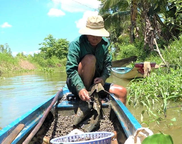 Người miền Tây mưu sinh: Dùng bao xi măng cũ bắt ốc, ngâm mình cả ngày - Ảnh 1. Người miền Tây mưu sinh: Dùng bao xi măng cũ bắt ốc, ngâm mình cả ngày - Ảnh 1.