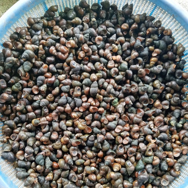 Người miền Tây mưu sinh: Dùng bao xi măng cũ bắt ốc, ngâm mình cả ngày - Ảnh 2. Người miền Tây mưu sinh: Dùng bao xi măng cũ bắt ốc, ngâm mình cả ngày - Ảnh 2.