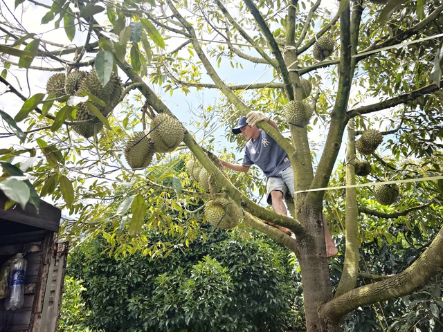 Sầu ri&ecirc;ng, quả vải Việt Nam tăng vọt ở quốc đảo Papua New Guinea, v&igrave; sao?- Ảnh 1.