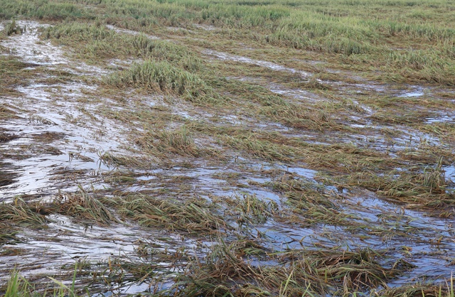 Nước mắt n&ocirc;ng d&acirc;n rơi sau b&atilde;o- Ảnh 1.