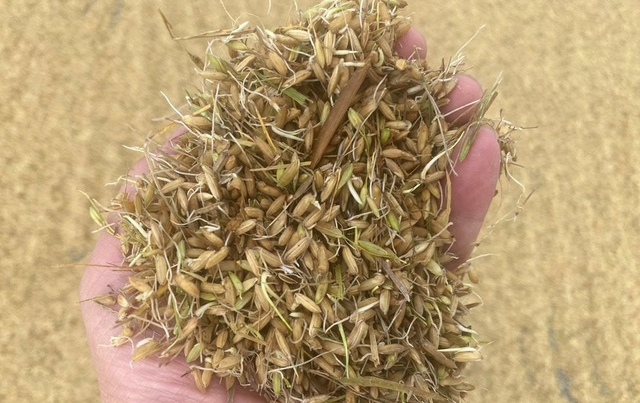 Nước mắt n&ocirc;ng d&acirc;n rơi sau b&atilde;o- Ảnh 3.