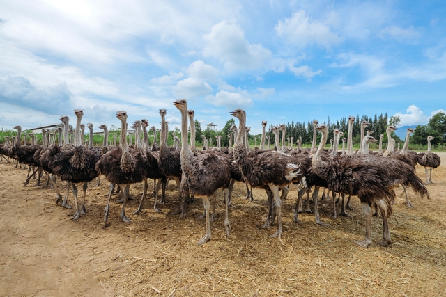 Thịt đ&agrave; điểu VietOstrich: Dinh dưỡng vượt trội, lựa chọn tối ưu cho người ăn ki&ecirc;ng - Ảnh 1.
