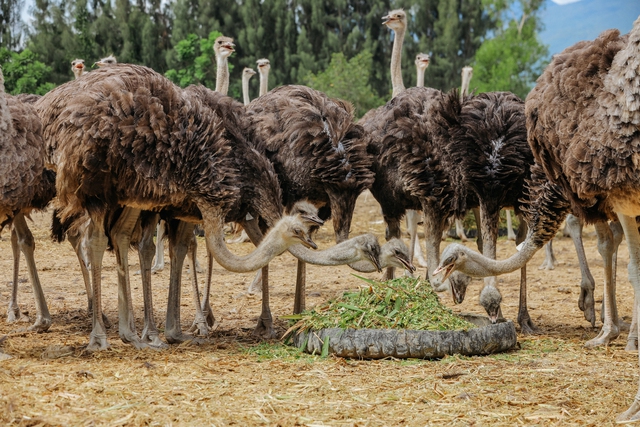 Thịt đ&agrave; điểu VietOstrich: Dinh dưỡng vượt trội, lựa chọn tối ưu cho người ăn ki&ecirc;ng - Ảnh 2.