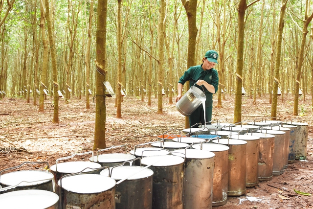 VRG đáp ứng EUDR, tiên phong chứng nhận cao su phát thải thấp - Ảnh 2.