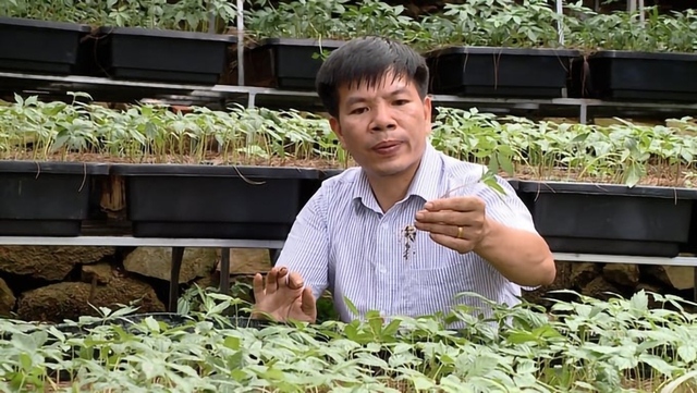 Nghiên cứu sâm Việt: Khám phá Điểm yếu chí tử cản trở phát triển bền vững - Ảnh 3. Nghiên cứu sâm Việt: Khám phá Điểm yếu chí tử cản trở phát triển bền vững - Ảnh 3.