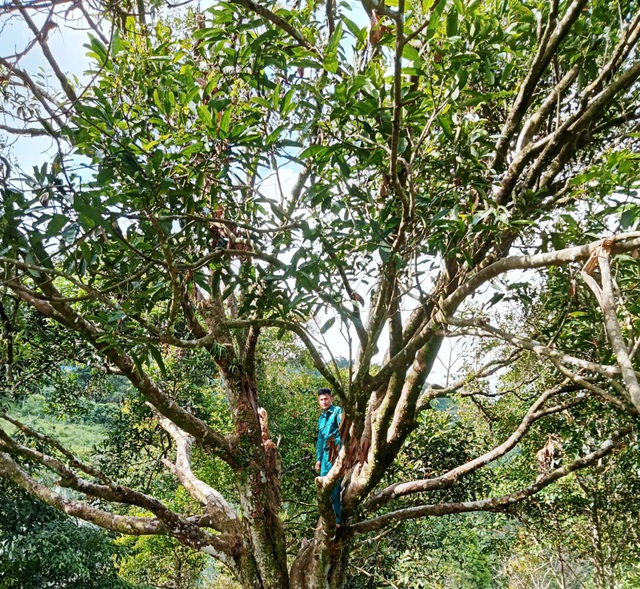 'Cụ quế' chỉ cho lấy hạt giống được công nhận Cây di sản Việt Nam- Ảnh 1. 'Cụ quế' chỉ cho lấy hạt giống được công nhận Cây di sản Việt Nam- Ảnh 1.