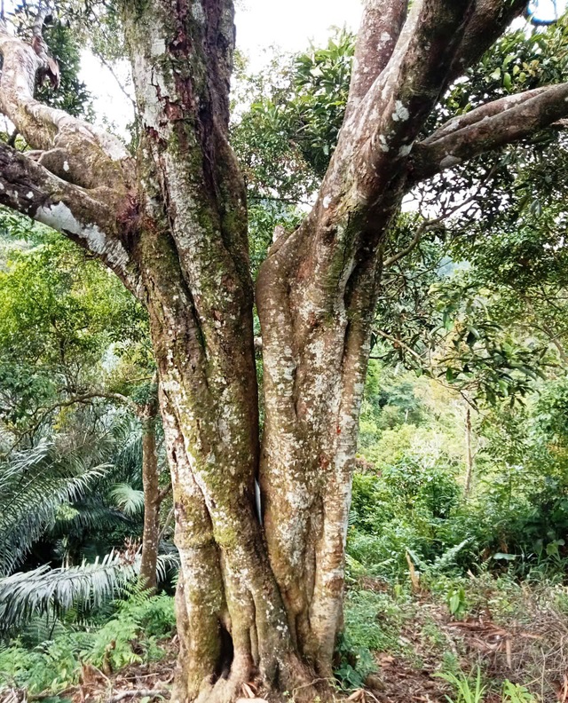 'Cụ quế' chỉ cho lấy hạt giống được công nhận Cây di sản Việt Nam- Ảnh 2. 'Cụ quế' chỉ cho lấy hạt giống được công nhận Cây di sản Việt Nam- Ảnh 2.