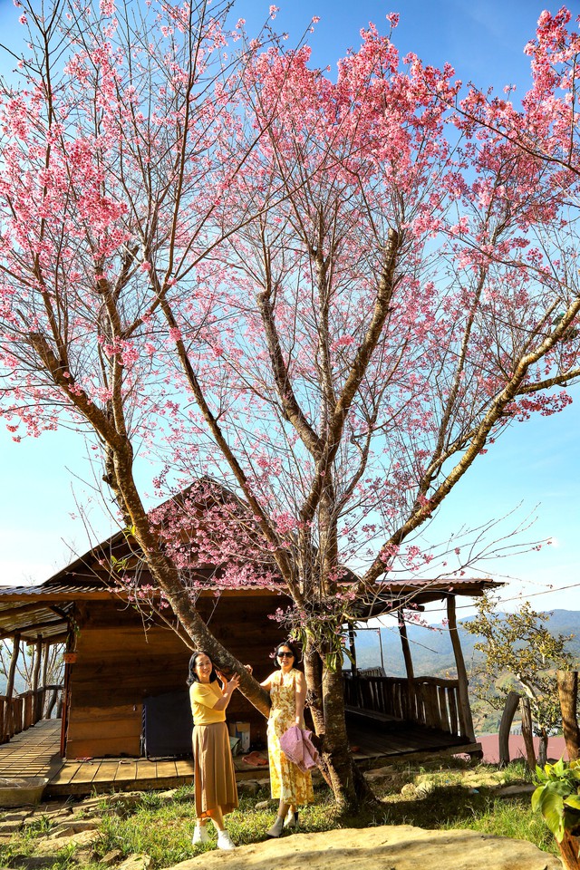 Sắc hồng mai anh đ&agrave;o Đ&agrave; Lạt rực rỡ Ng&agrave;y đầu năm mới 2026 - Ảnh 13.