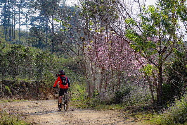 Sắc hồng mai anh đ&agrave;o Đ&agrave; Lạt rực rỡ Ng&agrave;y đầu năm mới 2026 - Ảnh 11.