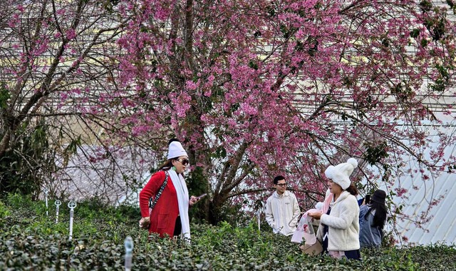 Sắc hồng mai anh đ&agrave;o Đ&agrave; Lạt rực rỡ Ng&agrave;y đầu năm mới 2026 - Ảnh 2.