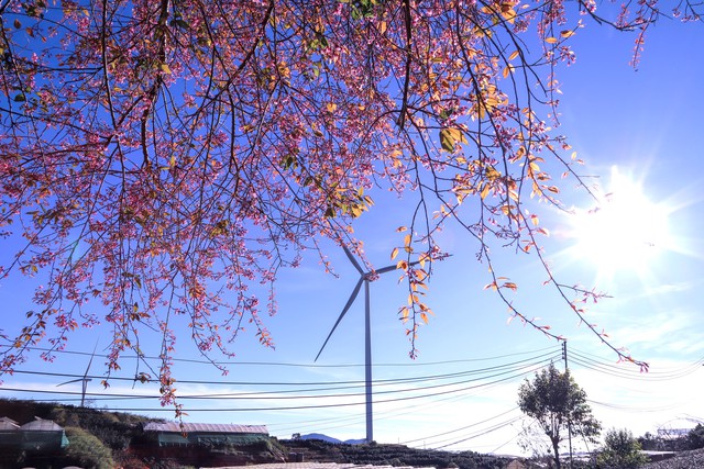 Sắc hồng mai anh đ&agrave;o Đ&agrave; Lạt rực rỡ Ng&agrave;y đầu năm mới 2026 - Ảnh 6.