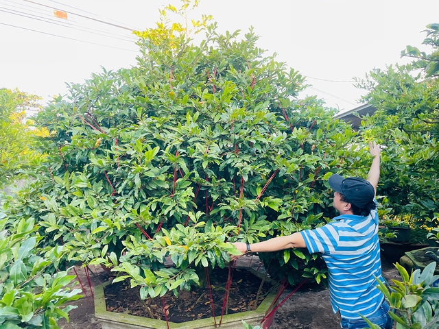 Làng mai tết: Kẻ khóc người cười - Ảnh 3.