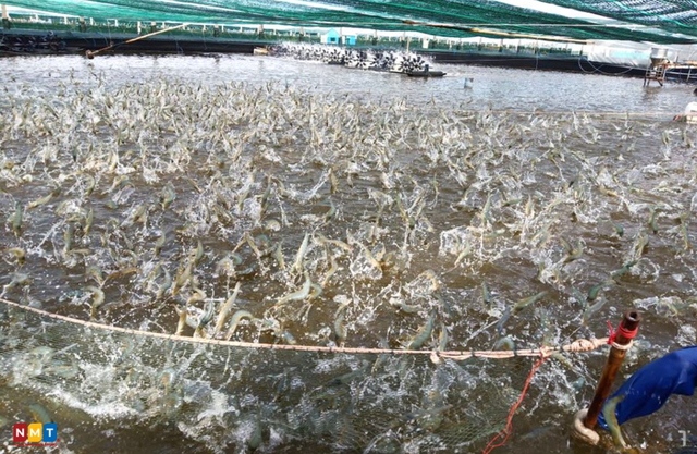 Sở KH-CN L&acirc;m Đồng n&oacute;i về việc dừng dự &aacute;n "chỉ dẫn địa l&yacute; t&ocirc;m B&igrave;nh Thuận"? - Ảnh 3.