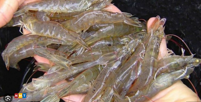 Sở KH-CN L&acirc;m Đồng n&oacute;i về việc dừng dự &aacute;n "chỉ dẫn địa l&yacute; t&ocirc;m B&igrave;nh Thuận"? - Ảnh 4.