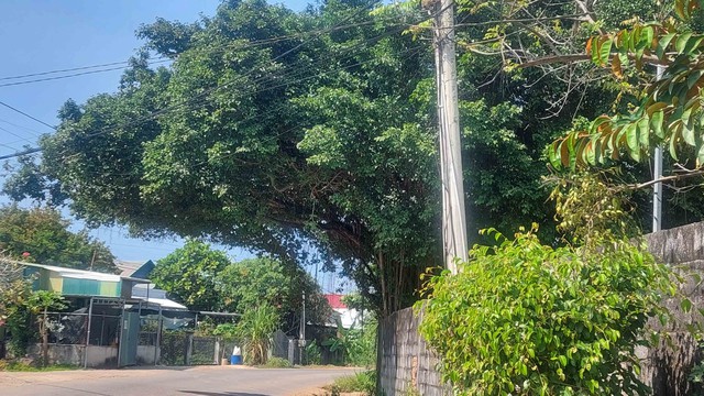 T&aacute;n c&acirc;y mất an to&agrave;n - Ảnh 1.