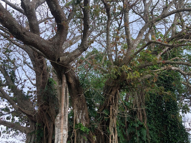 Cây đa 300 tuổi ở đặc khu Lý Sơn được công nhận cây di sản Việt Nam- Ảnh 2.