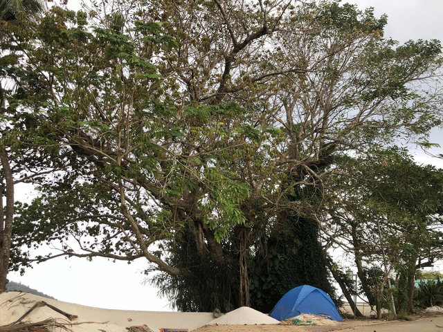 Cây đa 300 tuổi ở đặc khu Lý Sơn được công nhận cây di sản Việt Nam- Ảnh 1.