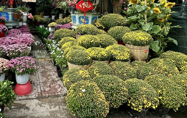 Bất ngờ gi&aacute; hoa c&uacute;c m&acirc;m x&ocirc;i giảm mạnh, v&igrave; sao? - Ảnh 1.