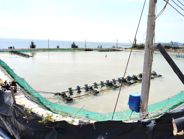 Dừng dự &aacute;n 't&ocirc;m B&igrave;nh Thuận' người nu&ocirc;i t&ocirc;m ảnh hưởng kh&ocirc;ng ?- Ảnh 4.