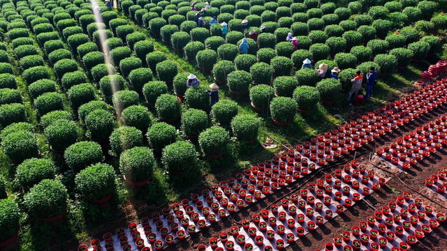 L&agrave;ng hoa Gia Kiệm rộn r&agrave;ng vụ tết: 3 thế hệ chăm hoa đ&oacute;n xu&acirc;n- Ảnh 1.