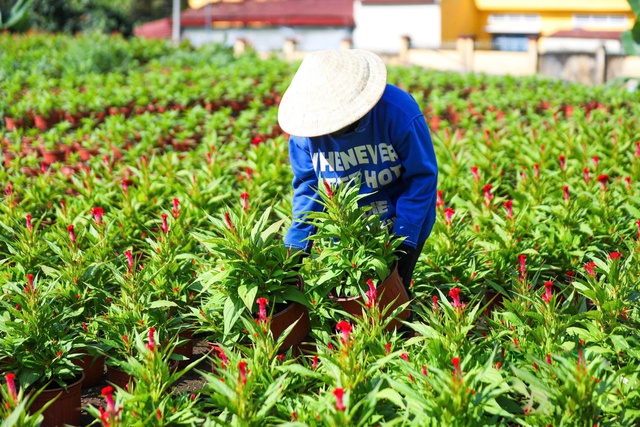 L&agrave;ng hoa Gia Kiệm rộn r&agrave;ng vụ tết: 3 thế hệ chăm hoa đ&oacute;n xu&acirc;n- Ảnh 4.