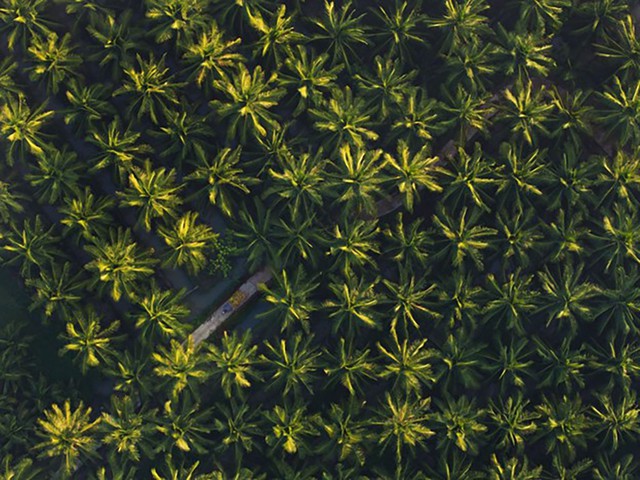 15.000 ha dừa hữu cơ: Betrimex v&agrave; c&aacute;ch giải b&agrave;i to&aacute;n kh&oacute; của ng&agrave;nh dừa to&agrave;n cầu- Ảnh 1.