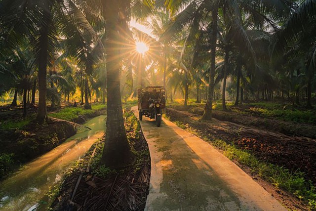 15.000 ha dừa hữu cơ: Betrimex v&agrave; c&aacute;ch giải b&agrave;i to&aacute;n kh&oacute; của ng&agrave;nh dừa to&agrave;n cầu- Ảnh 2.