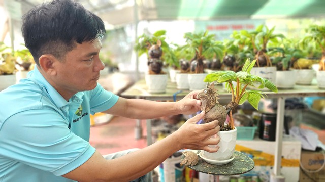 Biến trái dừa khô thành dừa bonsai Thanh Tùng độc lạ cho 12 con giáp - Ảnh 1.