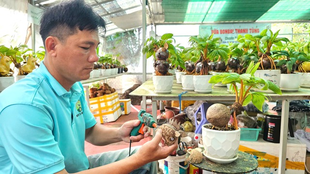 Biến trái dừa khô thành dừa bonsai Thanh Tùng độc lạ cho 12 con giáp - Ảnh 7.