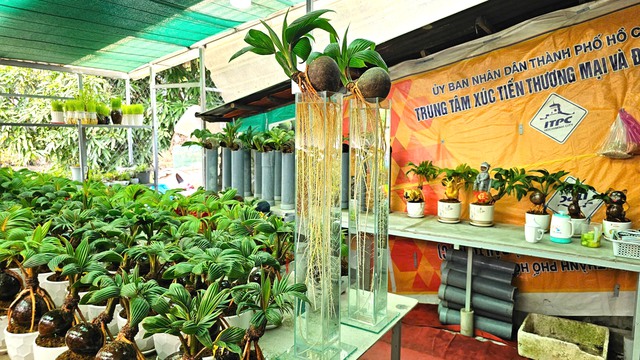 Biến trái dừa khô thành dừa bonsai Thanh Tùng độc lạ cho 12 con giáp - Ảnh 2.