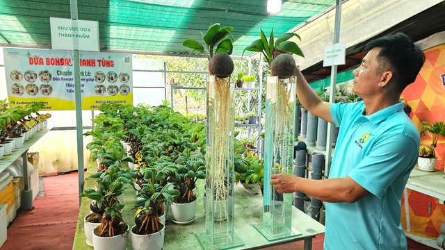 Biến trái dừa khô thành dừa bonsai Thanh Tùng độc lạ cho 12 con giáp - Ảnh 5.