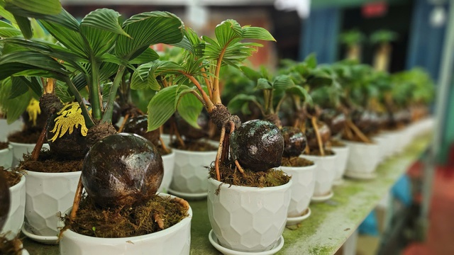 Biến trái dừa khô thành dừa bonsai Thanh Tùng độc lạ cho 12 con giáp - Ảnh 10.