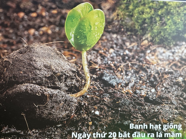 Cận cảnh m&aacute;y bay kh&ocirc;ng người l&aacute;i thả hạt giống trồng rừng- Ảnh 7.