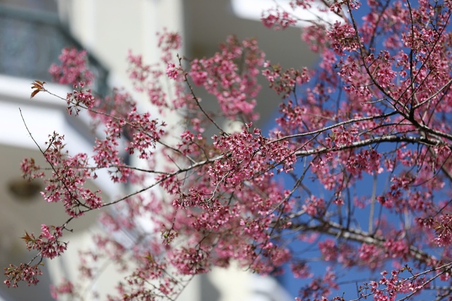 Mai anh đ&agrave;o Đ&agrave; Lạt rực rỡ sắc xu&acirc;n trong đ&ecirc;m khai hội- Ảnh 6.