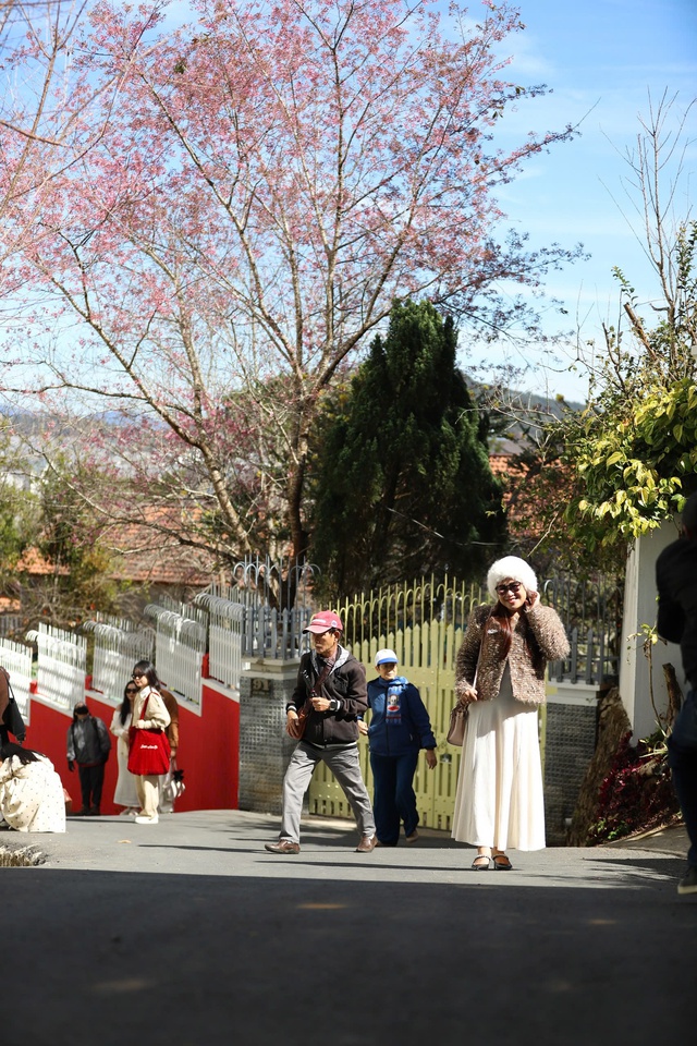 Mai anh đ&agrave;o Đ&agrave; Lạt rực rỡ sắc xu&acirc;n trong đ&ecirc;m khai hội- Ảnh 8.