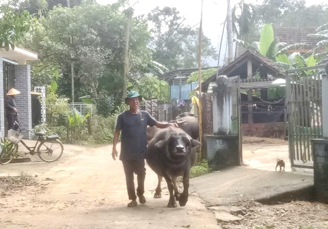 Độc lạ con tr&acirc;u sừng mọc ngược, &ocirc;m trọn gương mặt như v&ograve;ng cổ - Ảnh 3.