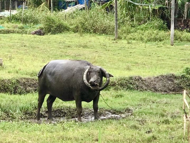 Độc lạ con tr&acirc;u sừng mọc ngược, &ocirc;m trọn gương mặt như v&ograve;ng cổ - Ảnh 2.