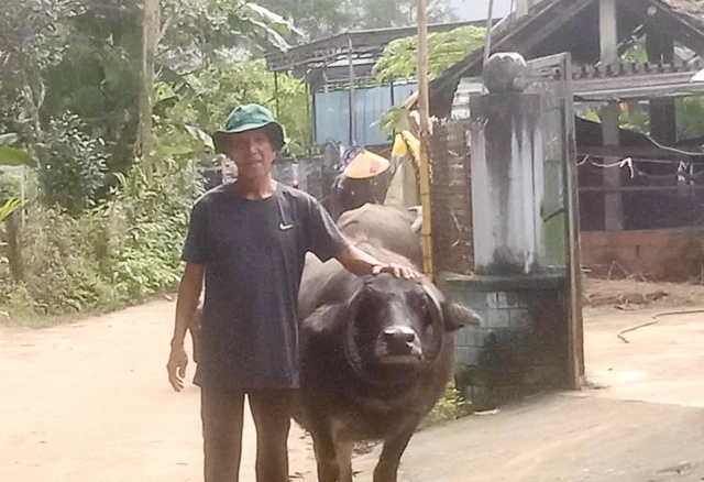 Độc lạ con tr&acirc;u sừng mọc ngược, &ocirc;m trọn gương mặt như v&ograve;ng cổ - Ảnh 1.