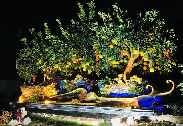 Chậu bưởi Diễn chơi tết được rao gi&aacute; 288 triệu đồng- Ảnh 1.