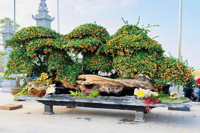 Chậu bưởi Diễn chơi tết được rao gi&aacute; 288 triệu đồng- Ảnh 2.