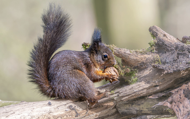 H&ocirc;m nay 21.1 l&agrave; ng&agrave;y g&igrave; li&ecirc;n quan tới lo&agrave;i s&oacute;c? Lịch &acirc;m c&oacute; g&igrave; đặc biệt? - Ảnh 2.