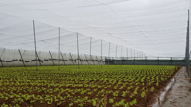 L&acirc;m Đồng tăng tốc sản xuất rau, hoa phục vụ Tết B&iacute;nh Ngọ 2026- Ảnh 2.